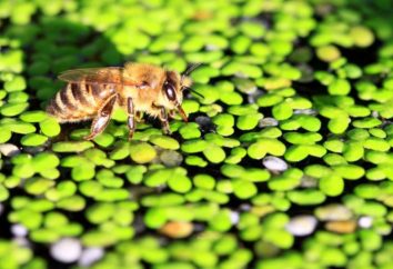 abreuvoirs pour les abeilles – apprendre et de maîtriser eux-mêmes