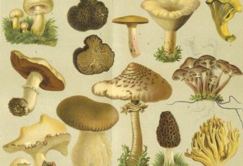 Fungi: caractéristiques générales et de l'importance