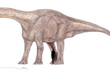 Der größte Dinosaurier: Bruhathkayosaurus oder …