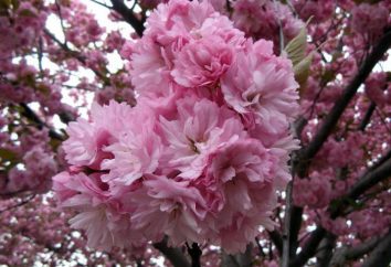 Prunus serrulata: Opis i zdjęcia