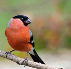 Faune: oiseaux avec la poitrine rouge