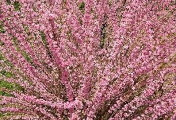 Amêndoa-de-rosa de espuma – plantio e cuidados de arbustos ornamentais