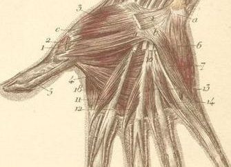 La struttura della mano e del polso. La struttura anatomica della mano
