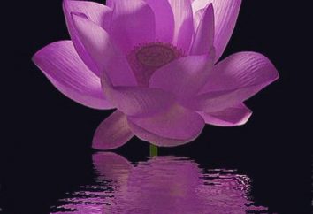 Purple Lotus ( "WoW"): dove trovare cosa si tratta