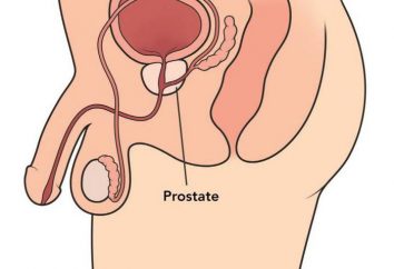 Prostata – è … Prostata massaggio: Vantaggi