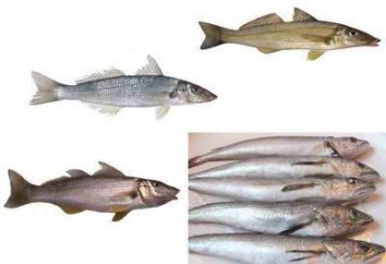 Whiting ryb: korzyści i szkód owoców morza