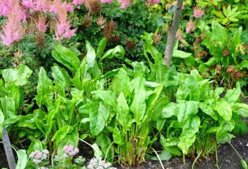 Come piantare primavera acetosa? principi della coltivazione