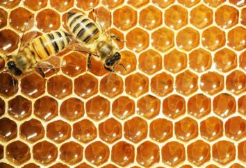 Buckfast abeja: descripción y características