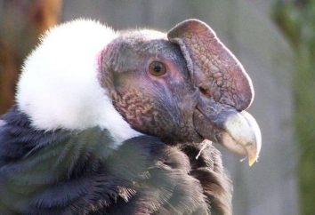 condor andino: habitat, fotos