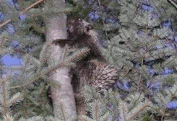 Du Nouveau Inhabitant Monde – porcupine tree