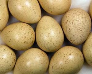 Uovo di fagiano: proprietà utili e foto