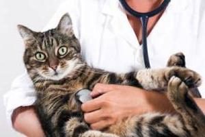 Micoplasmosi in gatti: sintomi e trattamento