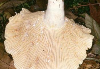 skripun funghi: il tipo di cottura, la descrizione, la distribuzione