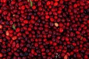 Cranberry com mel: receitas para o inverno. Cranberries com mel e limão