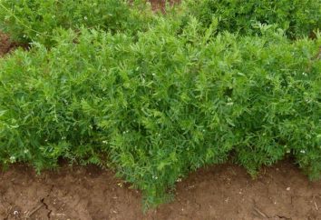 Dove e come far crescere le lenticchie? In particolare la coltivazione delle lenticchie. proprietà lenticchie