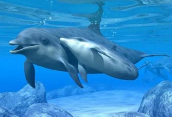 Delfino: descrizione. Dolphin è protetta dal nemico?