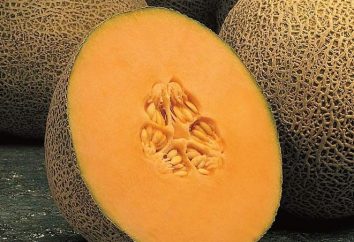 Saftige Melone: Der Nutzen und Schaden Fötus