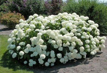 Hydrangea Annabelle: la plantation et l'entretien, la description de la variété