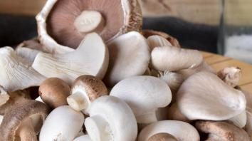 Como crescer cogumelos no país: dicas