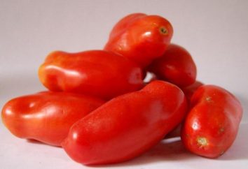 velas tomate Scarlet: descrição da variedade