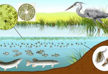 cadena alimentaria en el estanque como un ecosistema estable