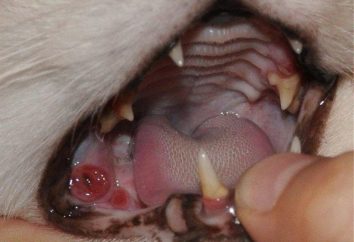 Kaltsiviroz u kotów: objawy i leczenie