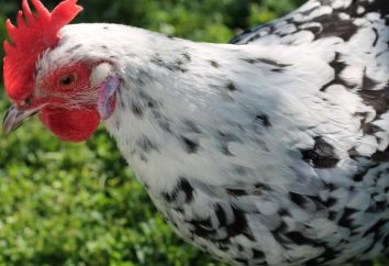 Wizard Gray (polli): consigli su coltivazione. Polli da carne e uova polli