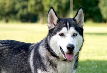 raça do cão Husky: a descrição dos comentários de natureza e Dog Breeders