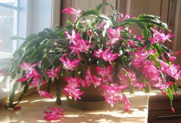 camera Flower Schlumberger: foto, la cura e la propagazione