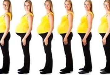 Un peu sur la façon dont le ventre de plus en plus pendant la grossesse