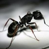 Das Mehrfamilienhaus befallenen Ameisen. Wie mit ihnen umgehen?