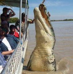 Jak ciężki jest krokodyl? Najmniejszy i największy krokodyl. Ile żywych krokodyli