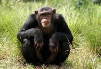Monkey lasów deszczowych. Największy tropikalny małpa