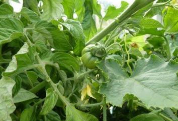 Karmienie pomidory w szklarni: Zalecenia