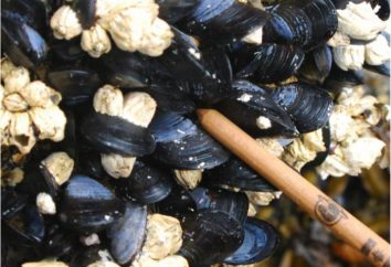 Mussel Mer Noire: description, avantages, recettes