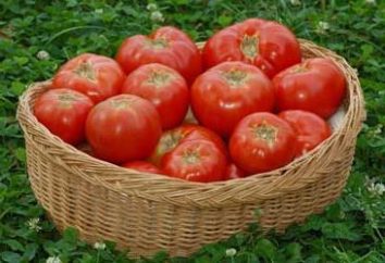 Pucerons sur les tomates – le numéro un ravageur! Quelques façons comment combattre