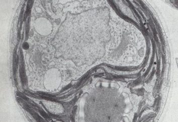 cellule eucaryote et son organisation structurelle et fonctionnelle