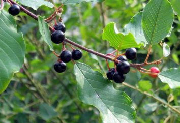 Olhovidnaya Rhamnus (alder buckthorn): plantação e manutenção, descrição, foto