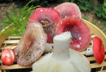 Russules gebeizt: ein Rezept für Beizen Pilze
