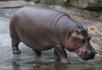 Como pesado hipopótamo: no nascimento e adulto