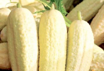 cetriolo bianco: varietà, la coltivazione