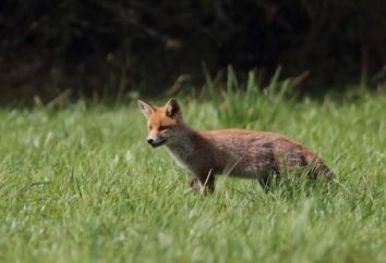 Step fox: ciężkie życie zwierzęcia