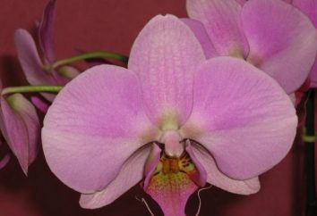 Orchid Cura dopo la fioritura in casa. Come tutti la cosa giusta da fare?