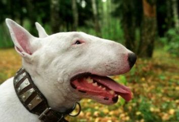 Bull Terrier Raza: comentarios. Pros y contras