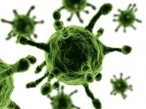Die Struktur der Viren und ihre Organisation