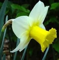 Daffodils trapianti – suggerimenti e trucchi