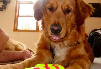 Histiozytom bei Hunden: Symptome, Diagnose, Behandlung