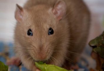 Mangiano ratti domestici e selvatici? Che cosa può e deve essere, e ciò che non può mangiare i topi?