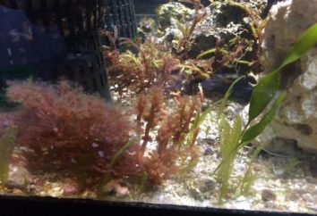 Brązowe glony w akwarium: jak walczyć? Jak dbać o akwarium w domu?