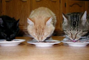 Witaminy dla kotów: brak, a nadwyżka